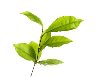 Tea plant with fresh green leaves isolated on white