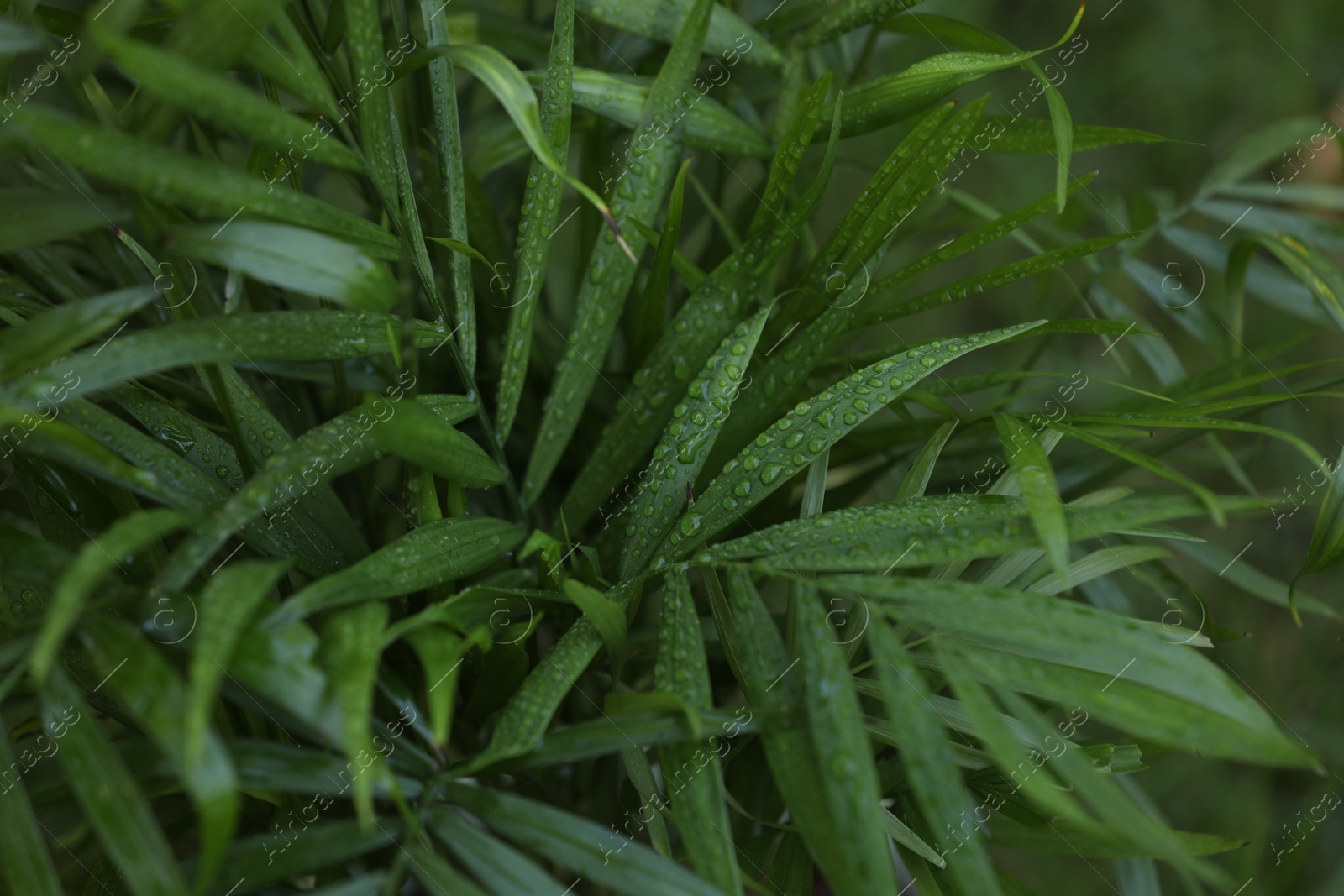 Photo of Beautiful chamaedorea palm with wet green leaves, closeup