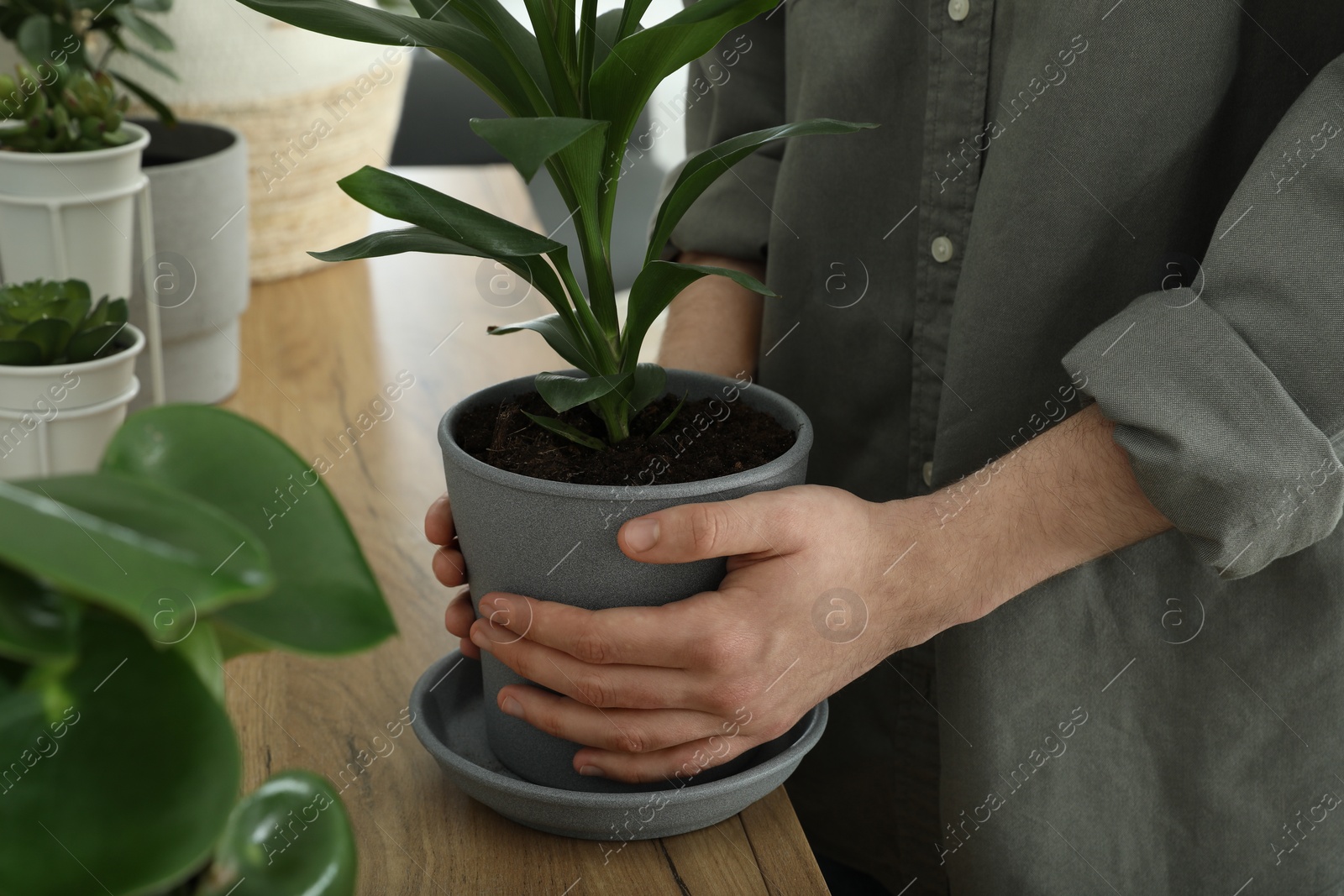 Photo of Woman with beautiful green houseplant indoors, closeup