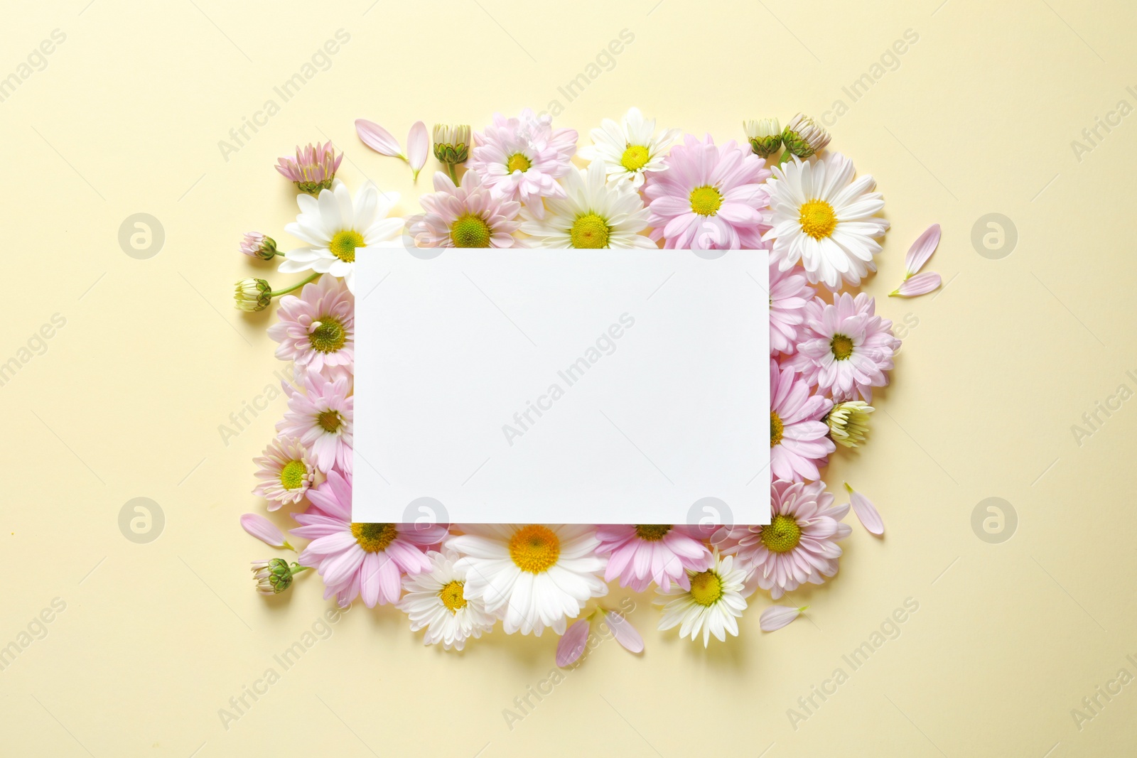 Photo of Beautiful chamomile flowers and paper card on color background, flat lay with space for text