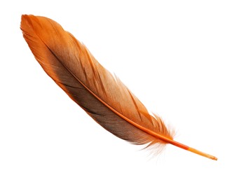 Photo of Beautiful orange bird feather isolated on white