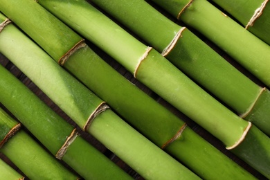 Green bamboo stems as background, top view