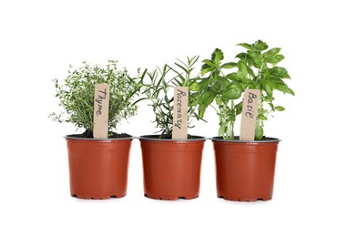 Different aromatic potted herbs isolated on white