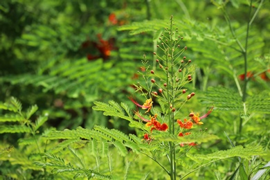 Green shrub with blossoming flowers at tropical resort on sunny day