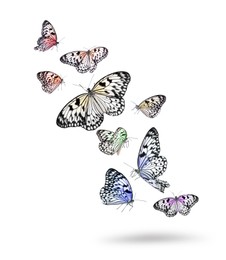 Image of Many beautiful rice paper butterflies flying on white background