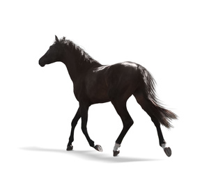 Image of Dark bay horse running on white background. Beautiful pet