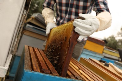 Photo of Beekeeper taking frame from hive at apiary, closeup. Harvesting honey