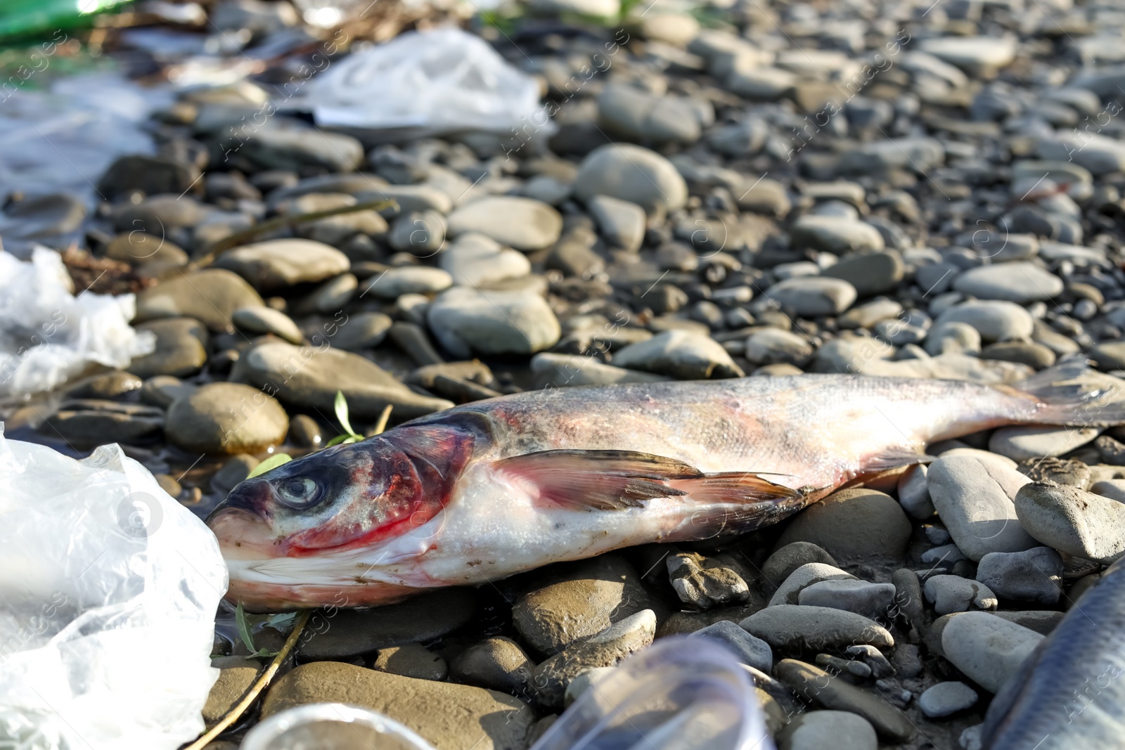 Photo of Dead fish among trash near river. Environmental pollution concept