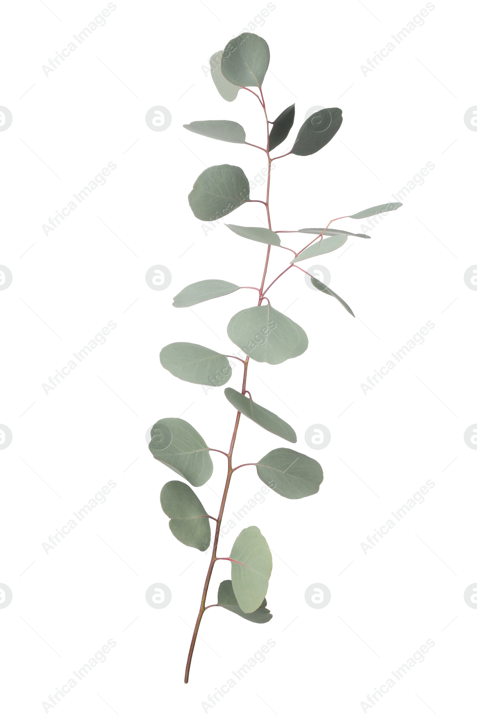 Photo of Eucalyptus branch with fresh leaves isolated on white