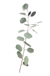 Eucalyptus branch with fresh leaves isolated on white