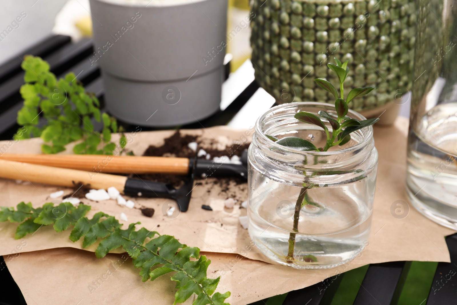 Photo of Different houseplants and seedlings on table indoors, closeup