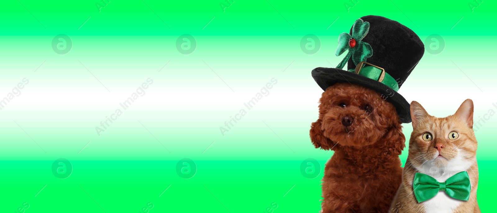 Image of St. Patrick's day celebration. Cute dog in leprechaun hat and cat with bow tie on green background. Banner design with space for text
