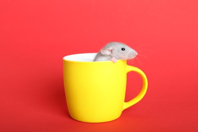 Cute small rat in yellow ceramic cup on red background