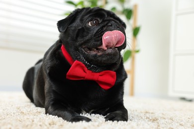 Photo of Cute Pug dog with red bow tie on neck in room