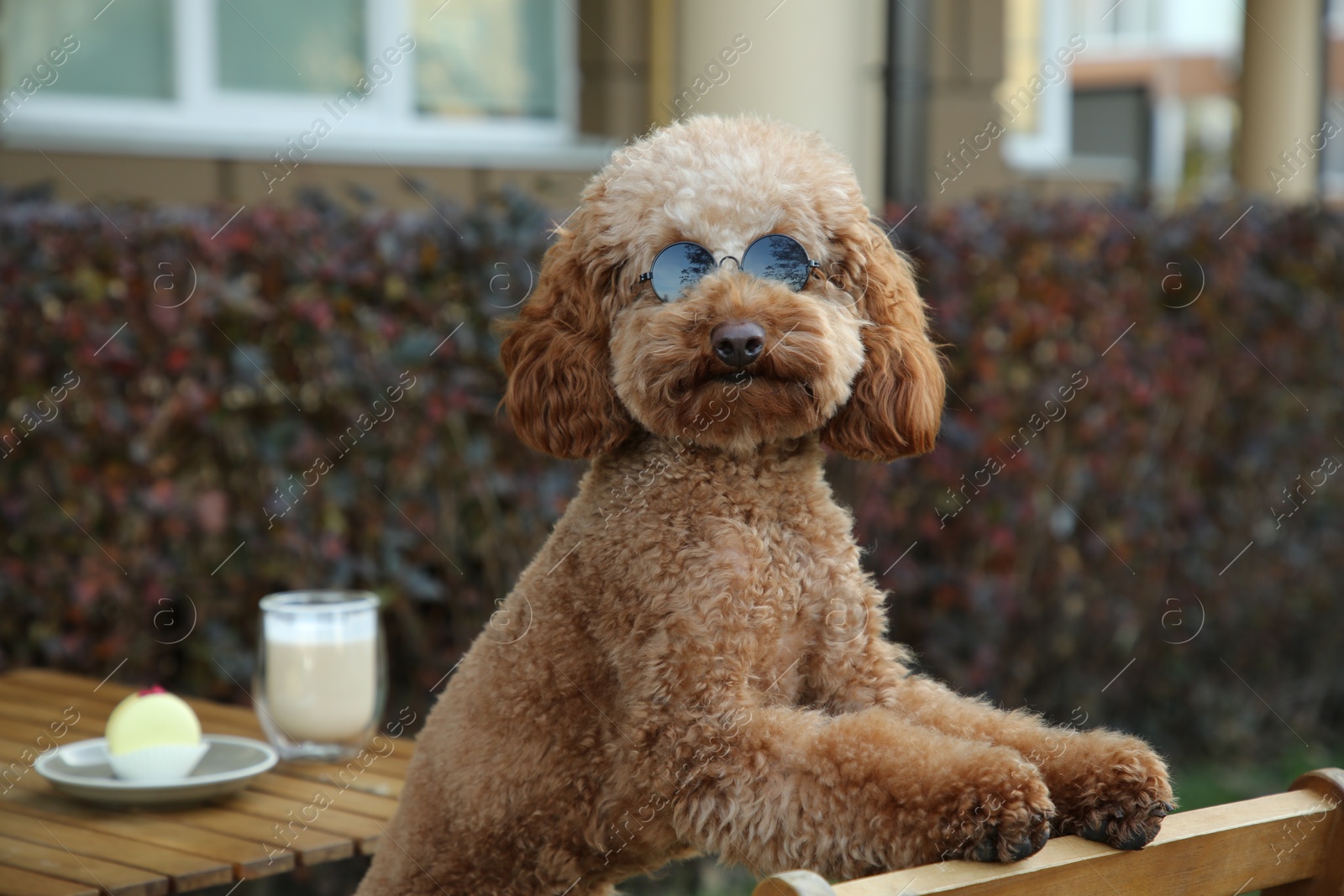 Photo of Cute fluffy dog with sunglasses resting in outdoor cafe