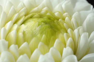Photo of One beautiful white flower as background, macro