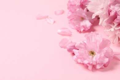 Photo of Beautiful sakura tree blossoms on pink background. Space for text