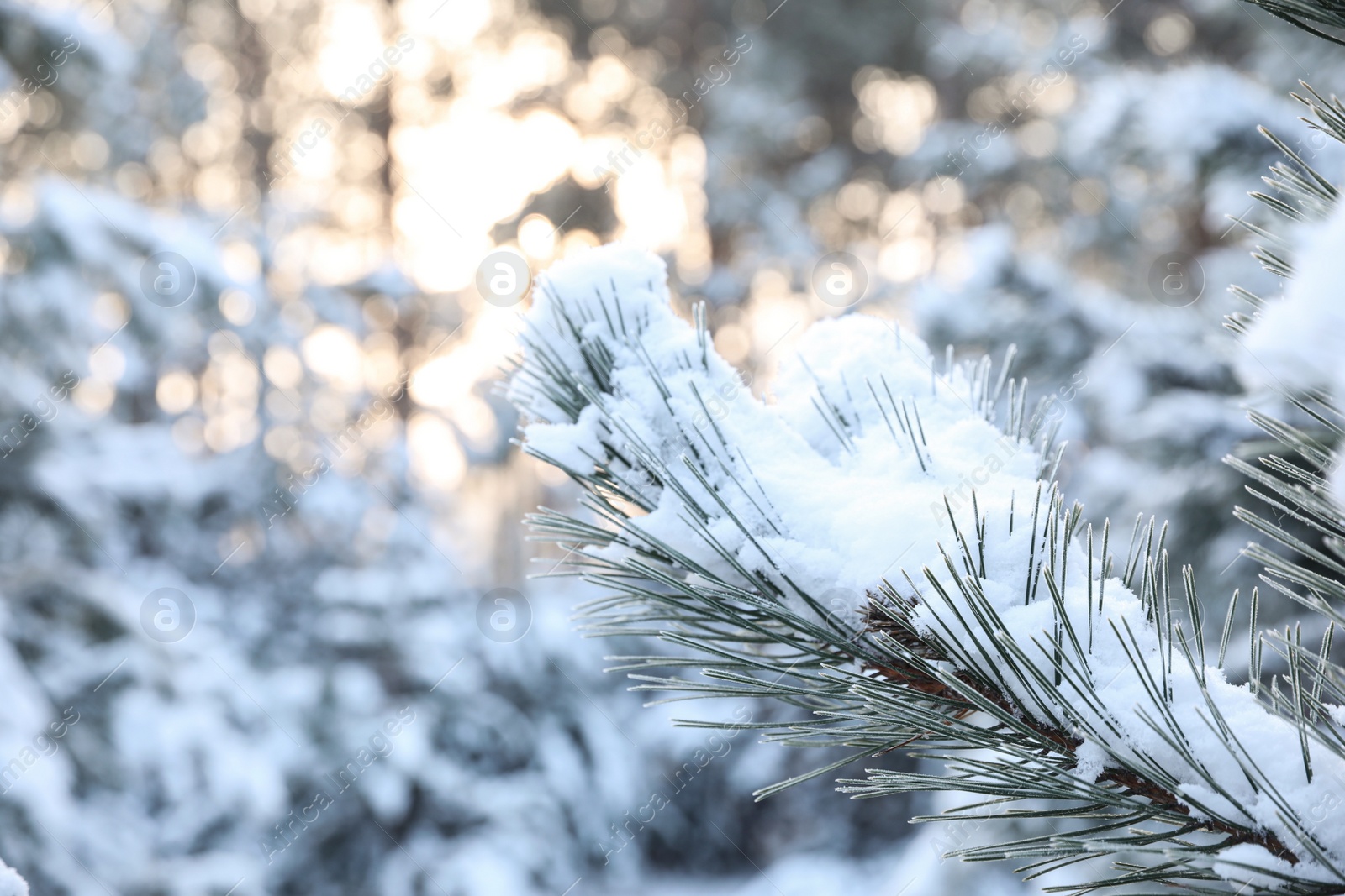 Photo of Snowy pine branch on blurred background, closeup. Winter forest