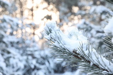 Snowy pine branch on blurred background, closeup. Winter forest