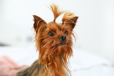 Photo of Adorable Yorkshire terrier on bed indoors. Happy dog