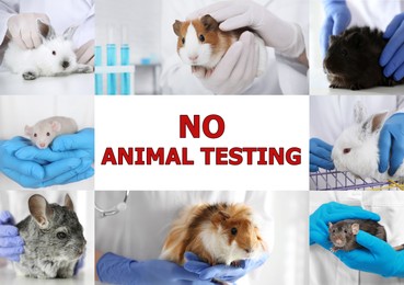 Image of Collage with different photos and text NO ANIMAL TESTING 