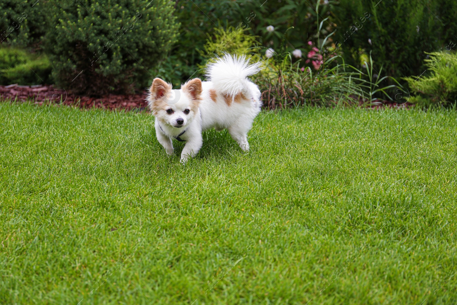 Photo of Cute Chihuahua on green grass in park. Dog walking