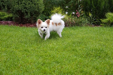 Cute Chihuahua on green grass in park. Dog walking