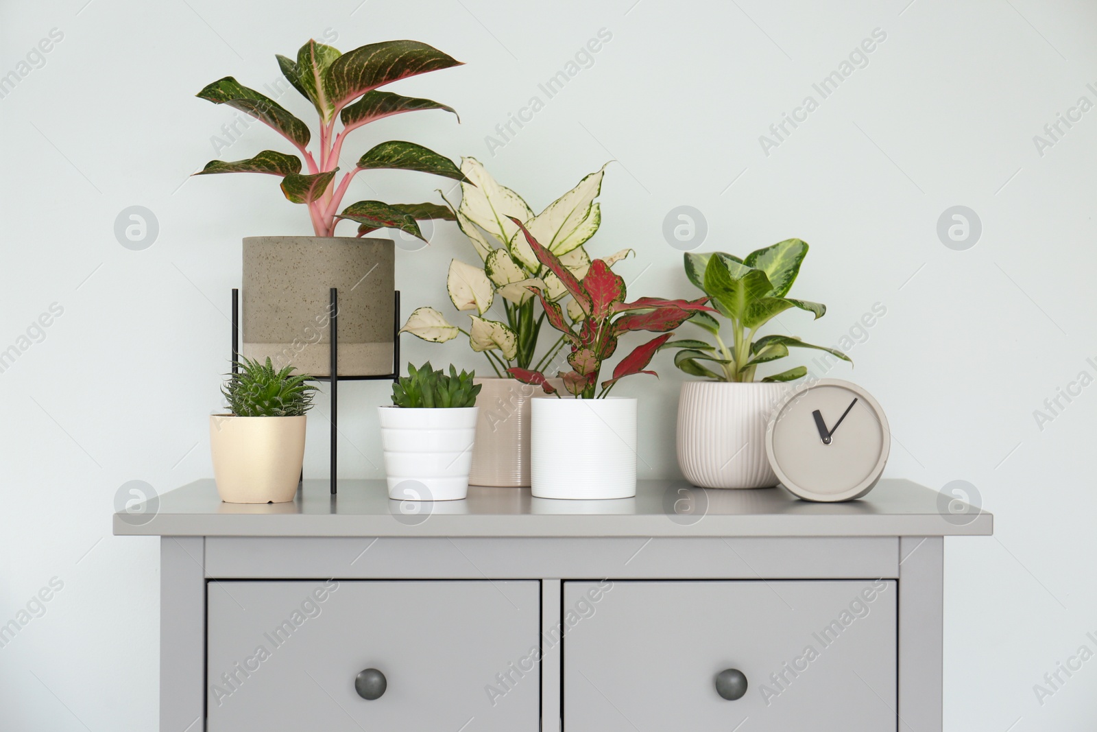 Photo of Different houseplants on chest of drawers near light grey wall