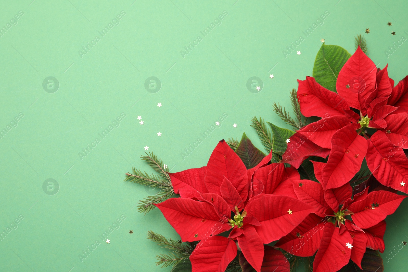 Photo of Beautiful poinsettias (traditional Christmas flowers) with fir branches and confetti on green background, flat lay. Space for text