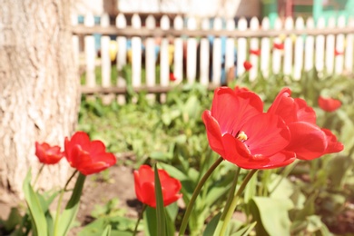 Photo of Many beautiful tulips in garden on sunny day. Blooming spring flowers
