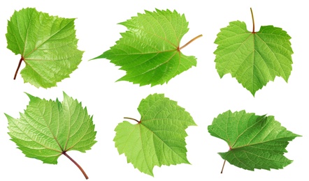 Image of Set of green grape leaves on white background. Banner design 
