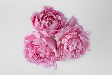 Photo of Beautiful peonies on white background, top view