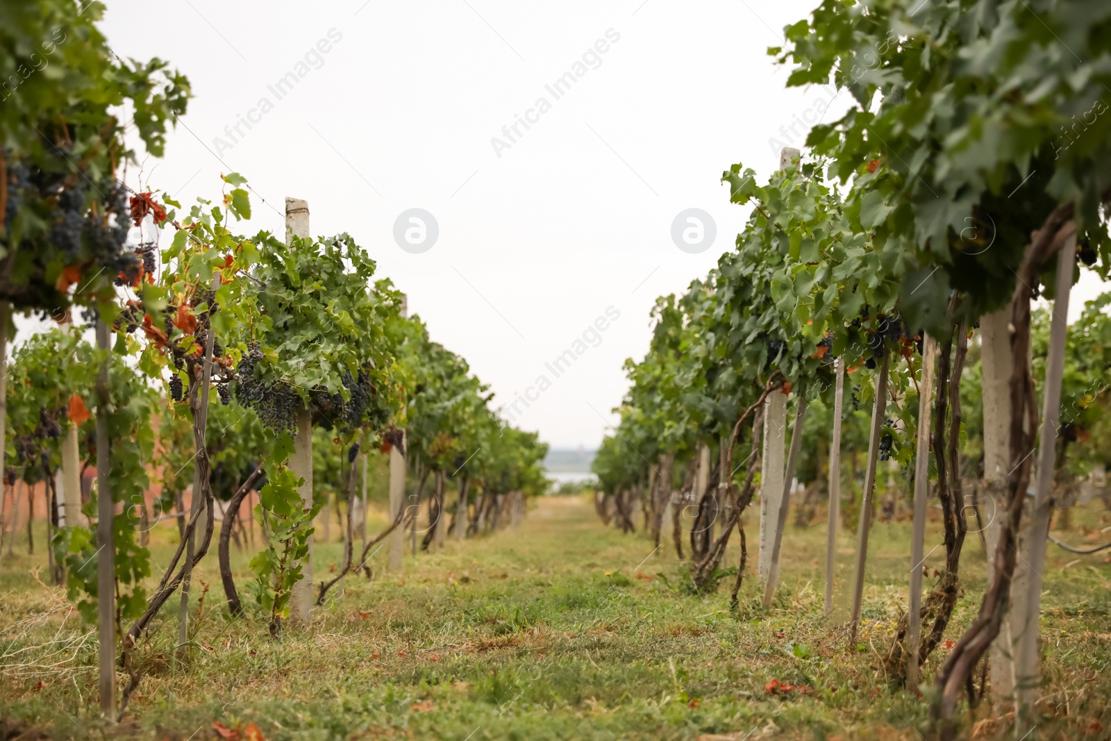 Photo of Beautiful view of vineyard with ripening grapes