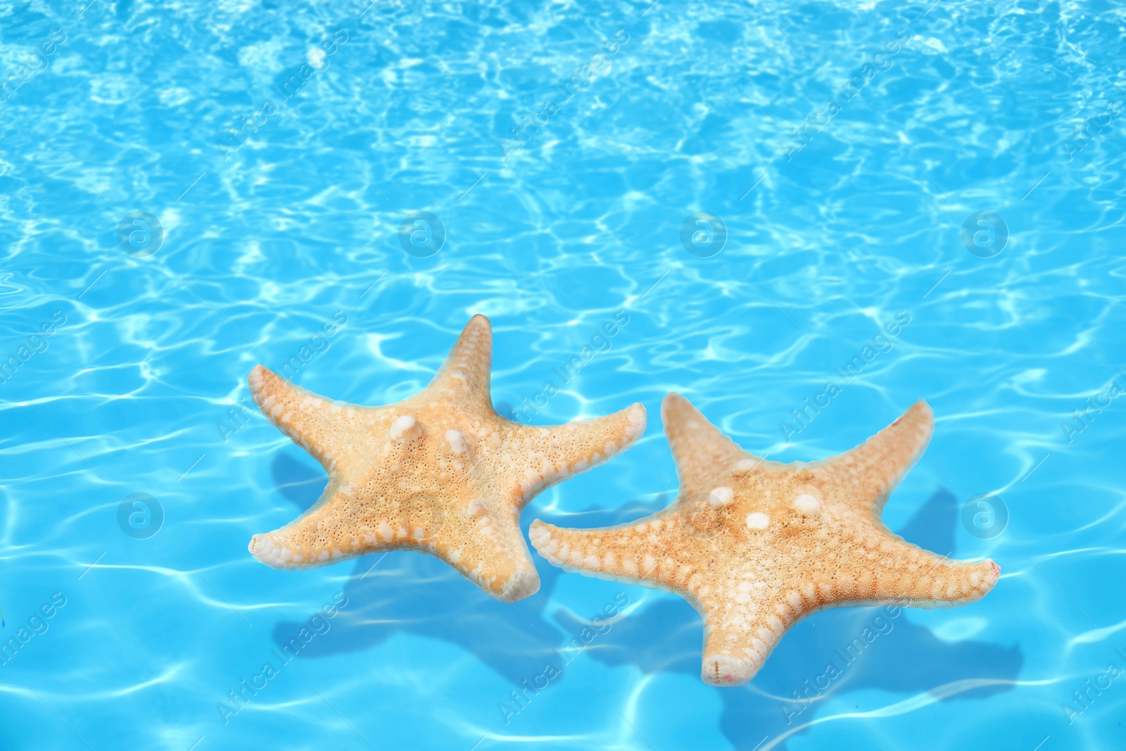 Image of Beautiful sea stars on clear blue water