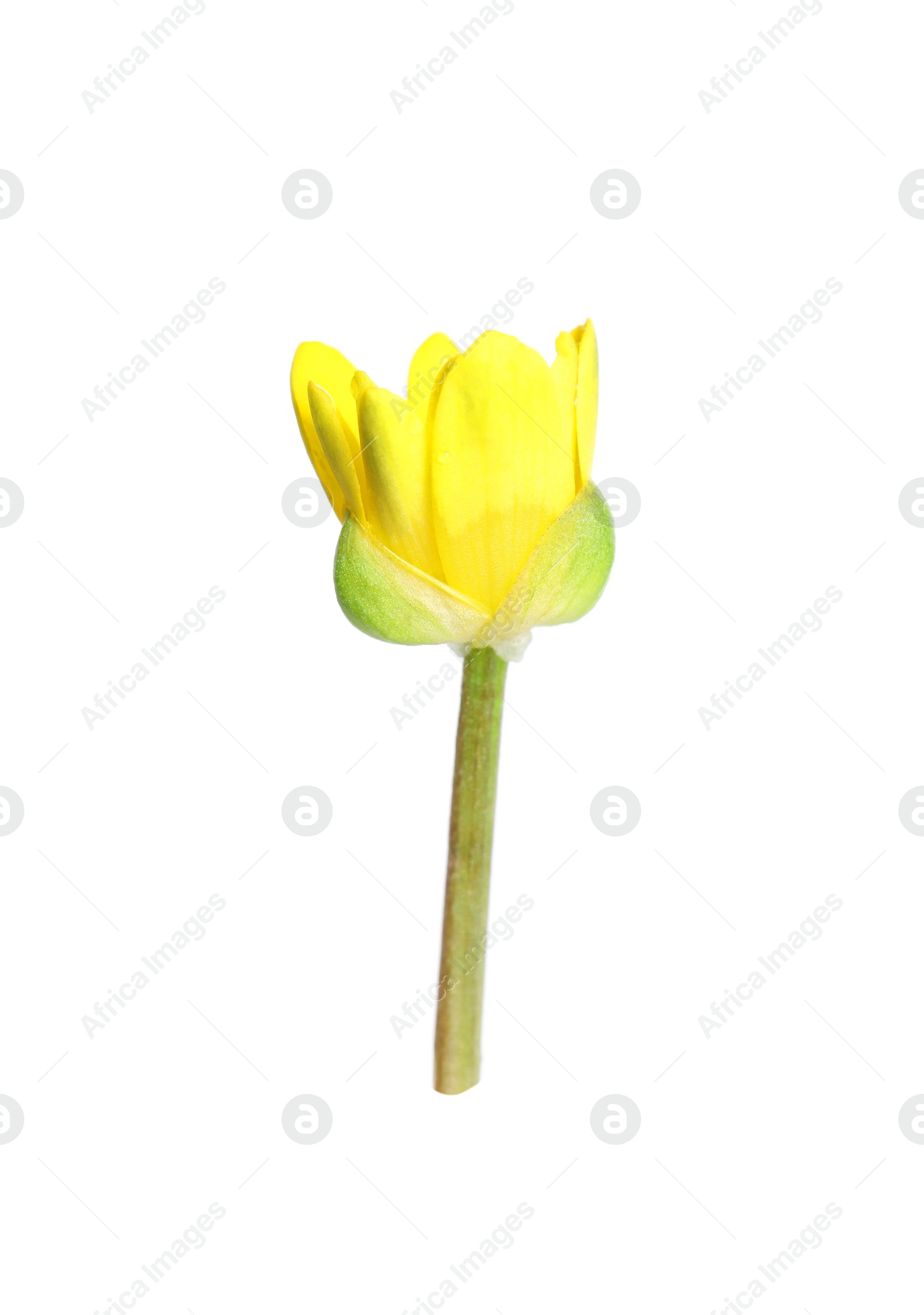 Photo of Beautiful yellow lesser celandine flower isolated on white