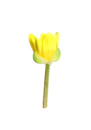 Photo of Beautiful yellow lesser celandine flower isolated on white