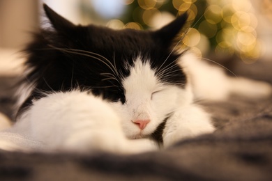 Photo of Adorable cat lying on grey blanket in room, closeup