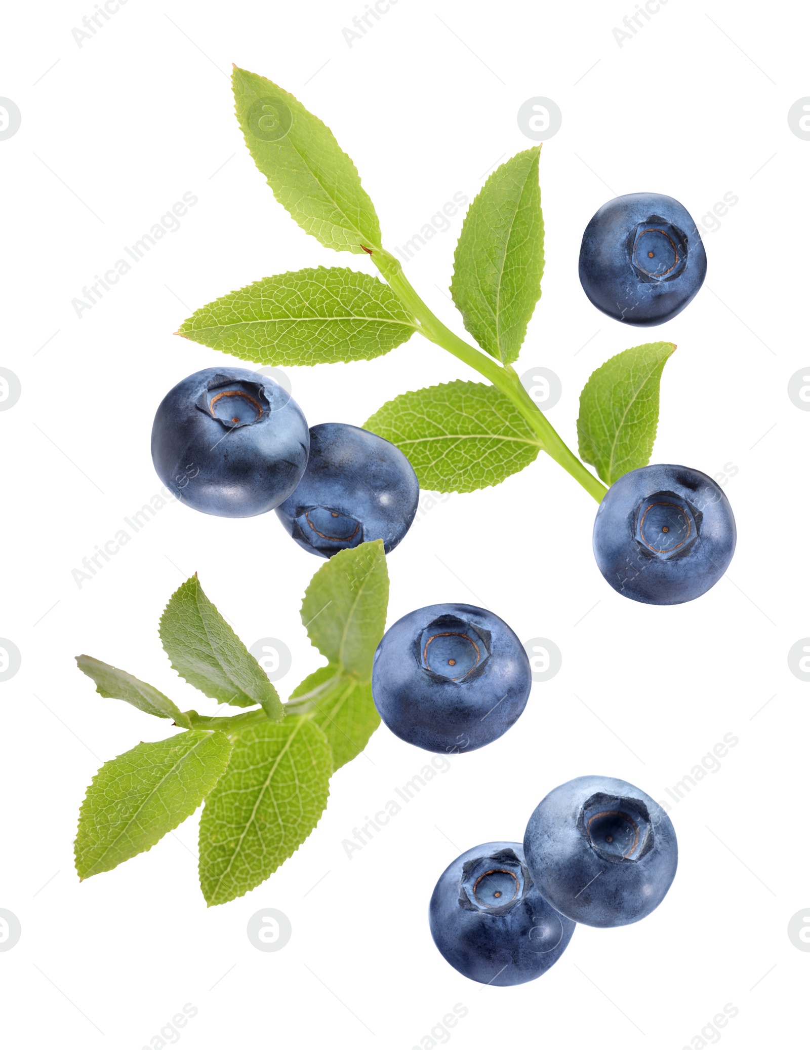 Image of Fresh ripe bilberries and green leaves falling on white background