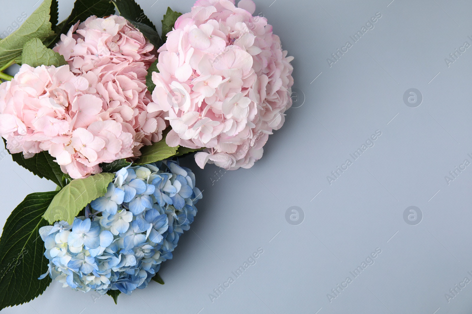 Photo of Beautiful hydrangea flowers on gray background, top view. Space for text