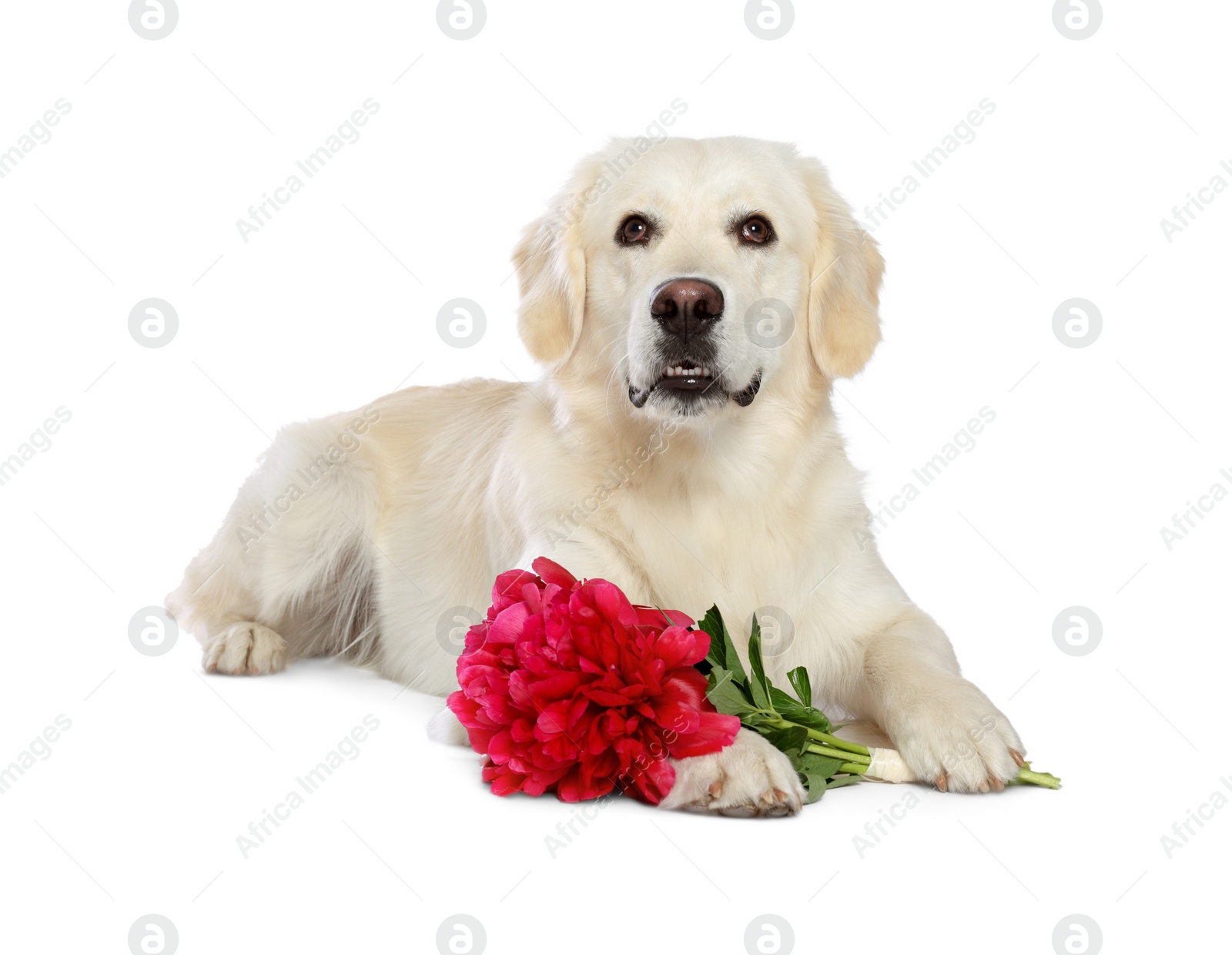 Photo of Cute Labrador Retriever with beautiful peony flowers on white background