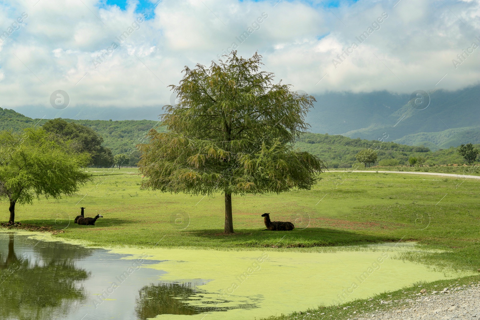 Photo of Picturesque view of safari park with animals near lake