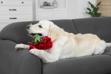 Photo of Cute Labrador Retriever with beautiful peony flowers lying on sofa in room