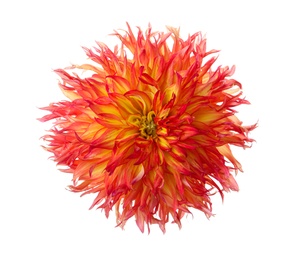 Photo of Beautiful orange dahlia flower isolated on white