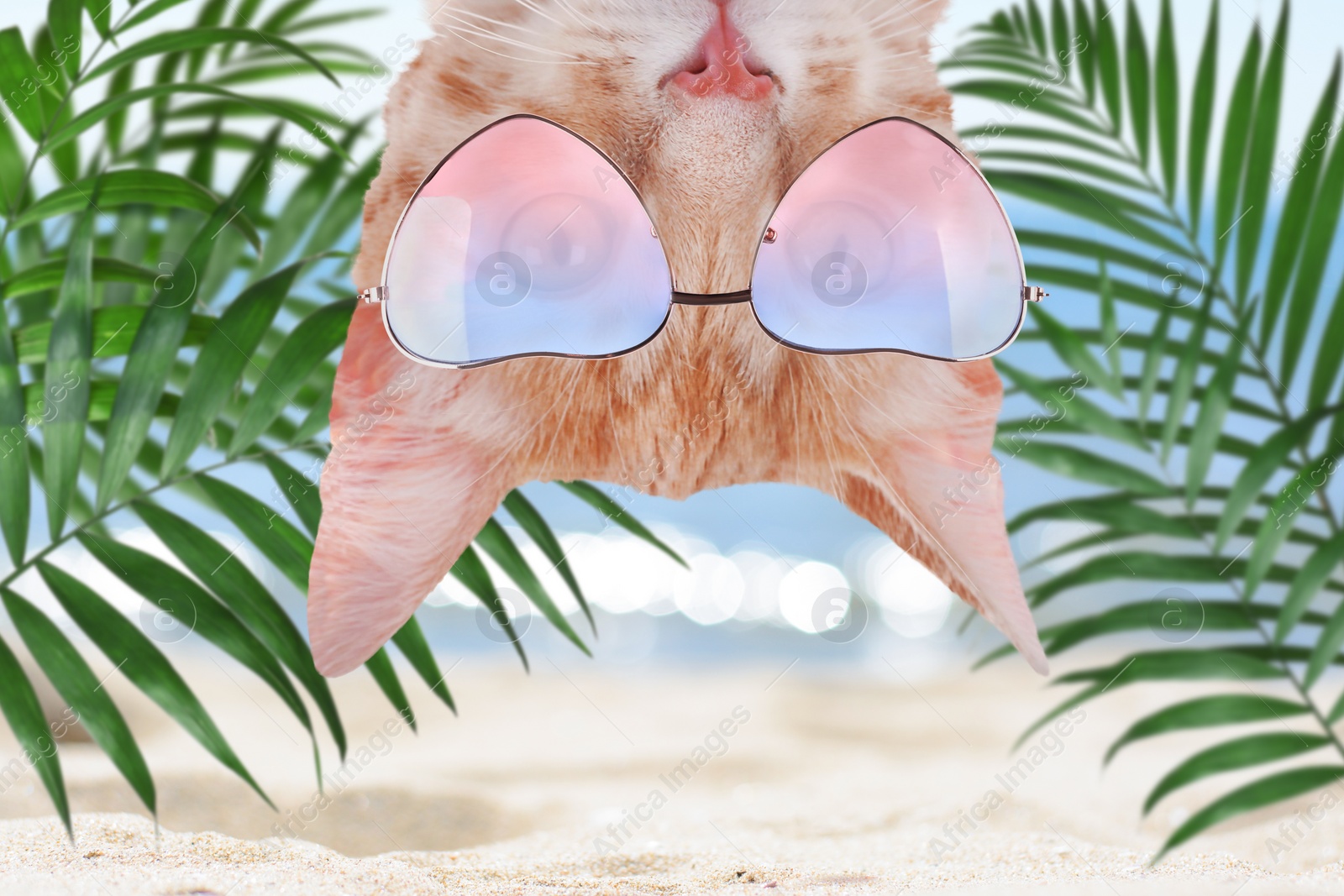 Image of Cute cat wearing sunglasses on sandy beach near sea. Summer vacation with pet