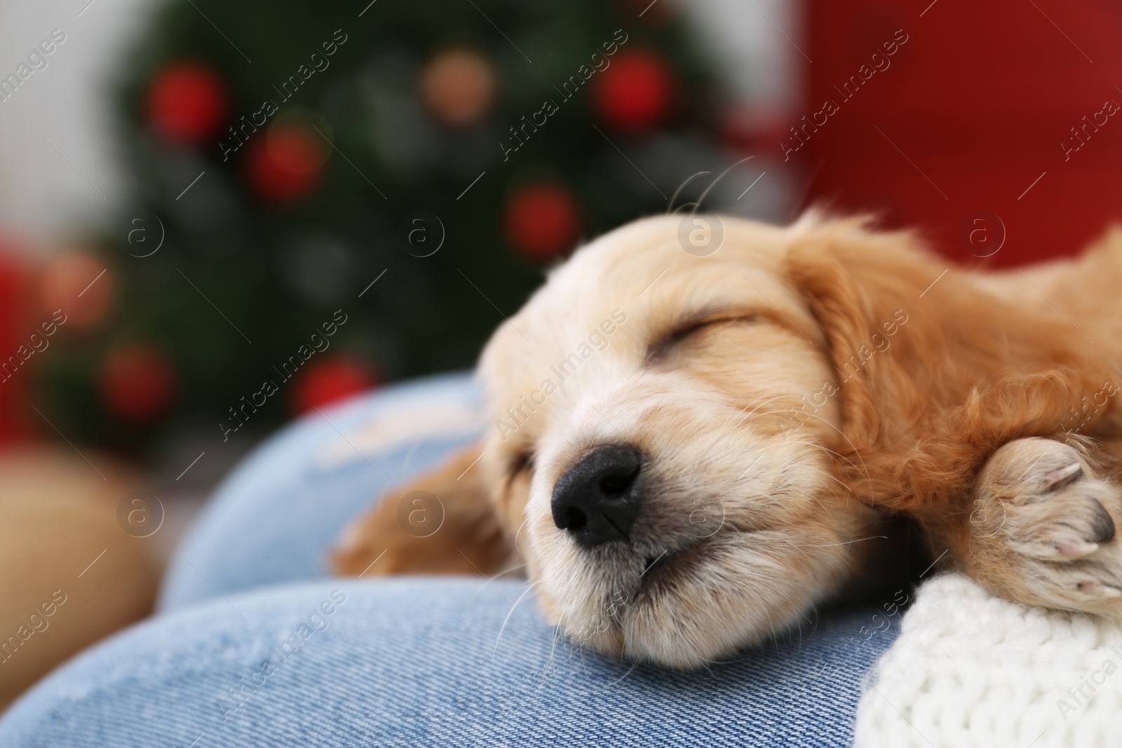 Photo of Owner with cute English Cocker Spaniel puppy indoors, closeup