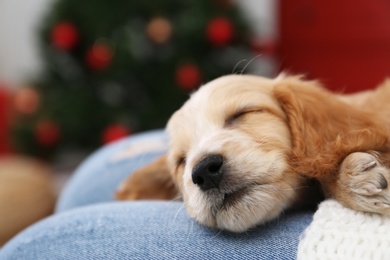 Photo of Owner with cute English Cocker Spaniel puppy indoors, closeup