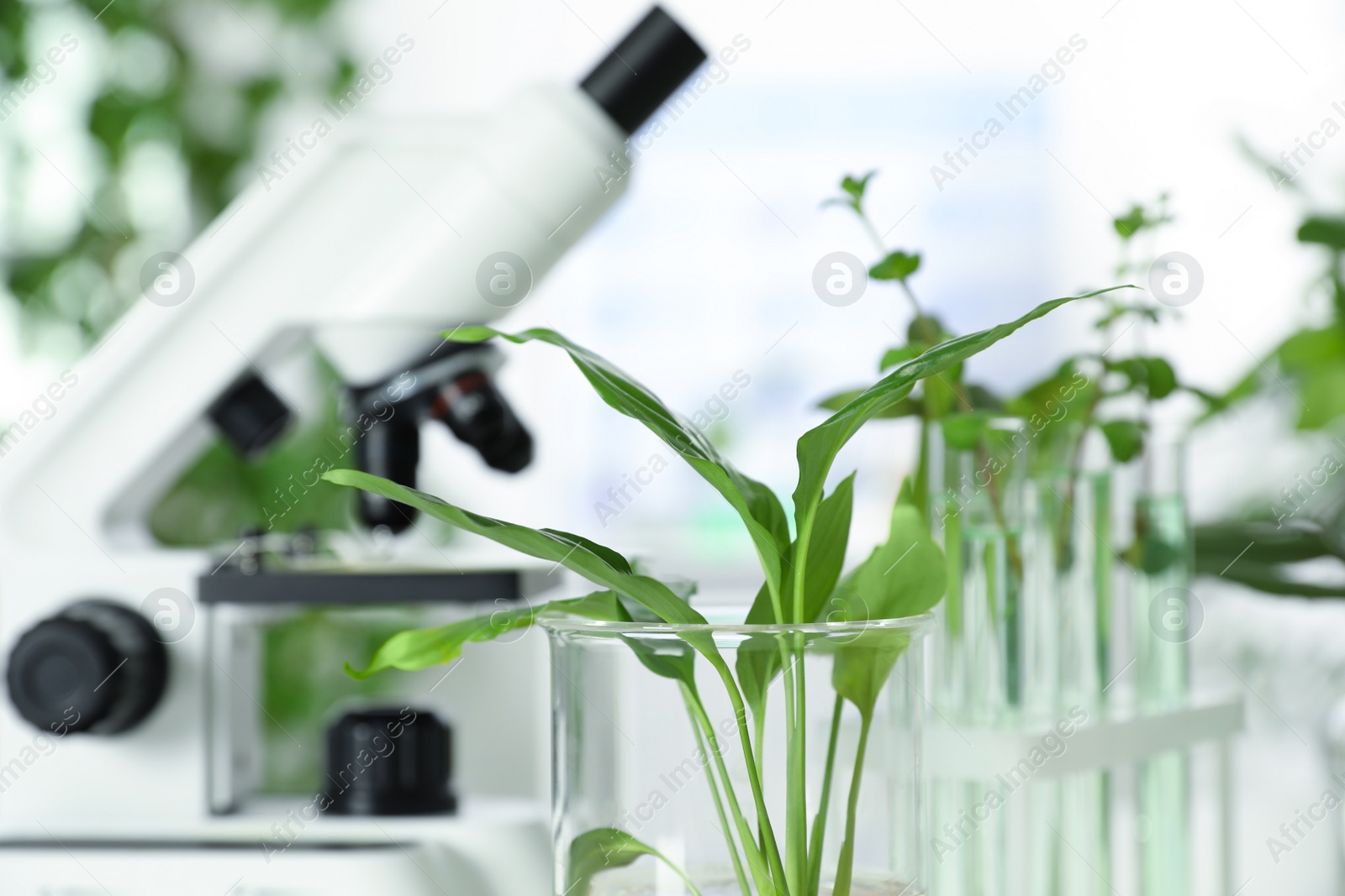 Photo of Laboratory glassware with plant on blurred background. Biological chemistry
