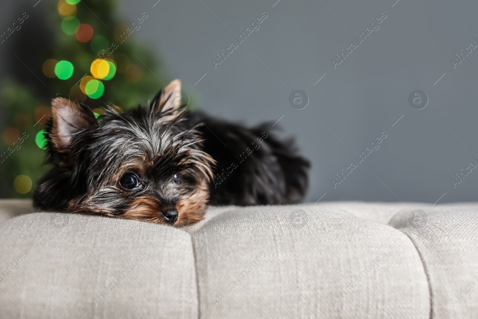 Photo of Cute Yorkshire terrier puppy and blurred Christmas tree on background, space for text. Happy dog