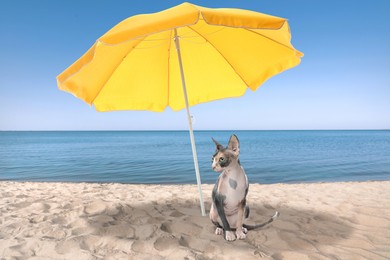 Image of Cute cat under umbrella on sandy beach. Summer vacation with pet