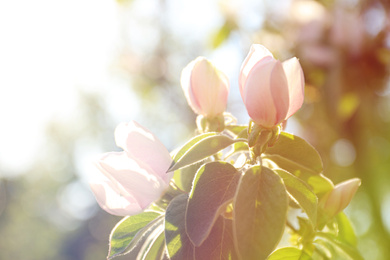 Closeup view of beautiful blossoming quince tree outdoors on spring day